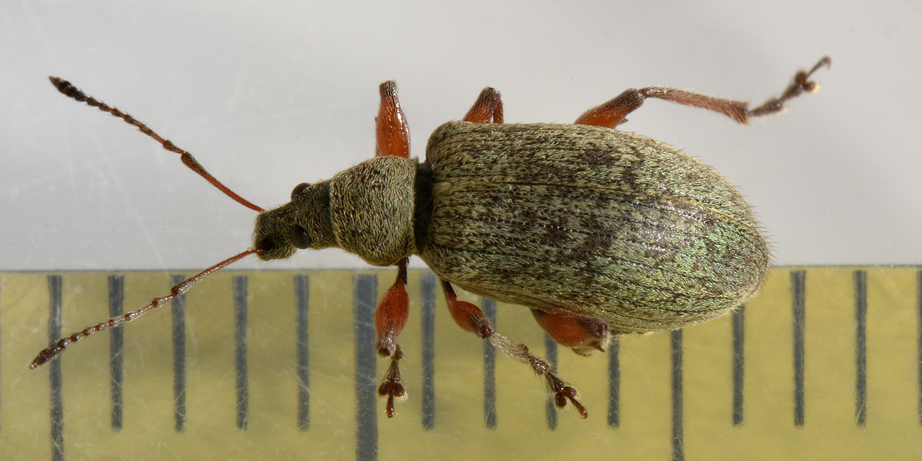 Curculionidae: Phyllobius glaucus?  S !